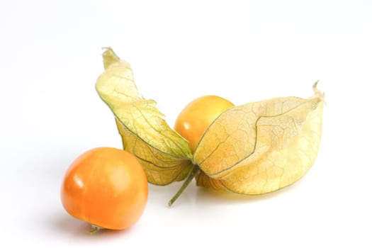 Physalis