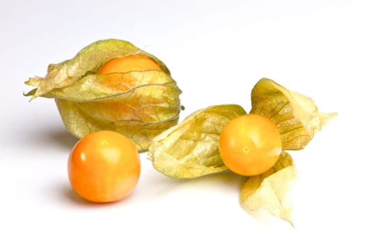 Physalis