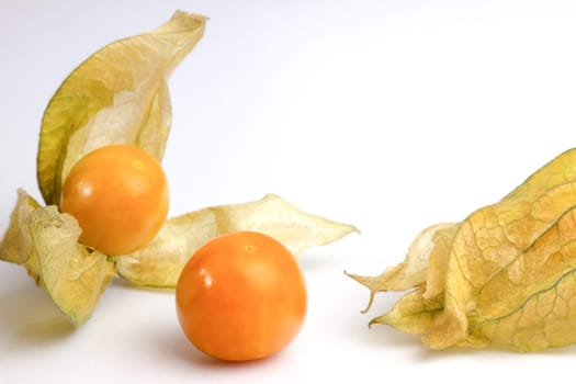 Physalis