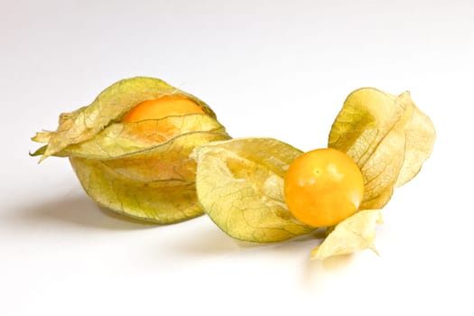 Physalis