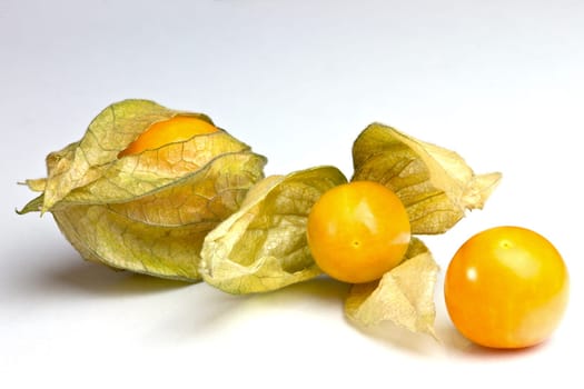 Physalis