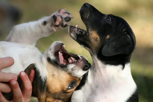 Puppies at play