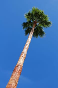 Large palm tree in front of blue sky