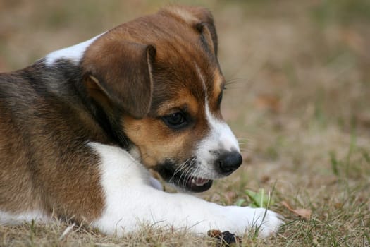 Dog puppy in close-up