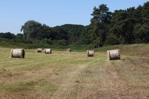 a field in Brandenburg with huge hay bales