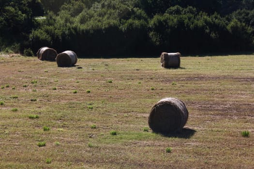 a field in Brandenburg with huge hay bales