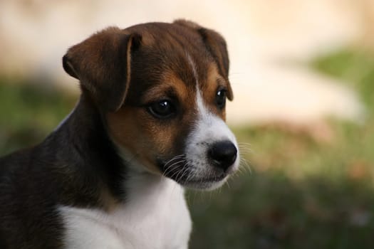 Dog puppy in close-up