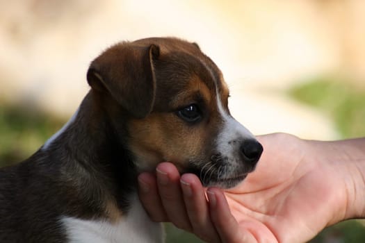 Dog puppy in close-up