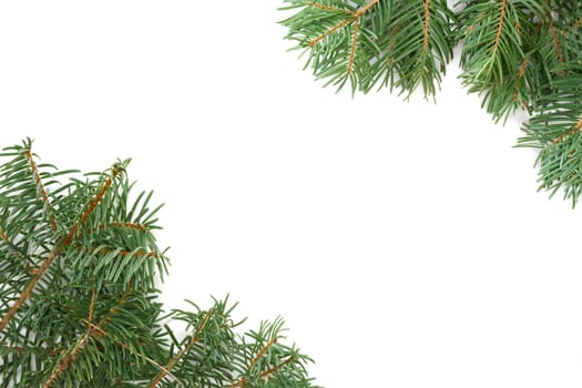 Christmas tree branches