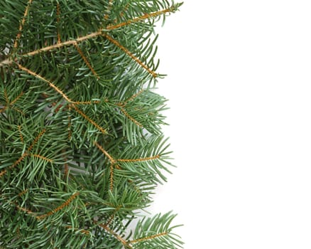 Christmas tree branches
