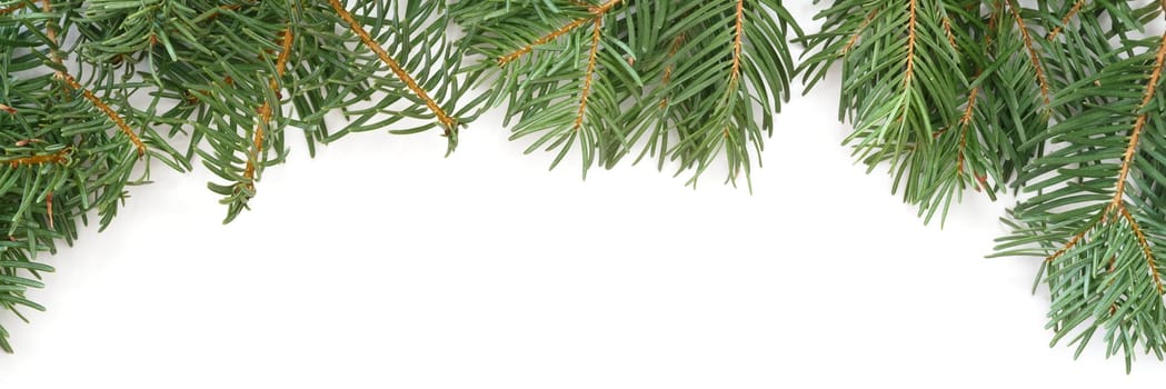 Christmas tree branches