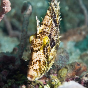 Macro shot of a tropical fish Filefish underwater