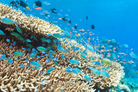 Beautiful view of the coral reef with fishes
