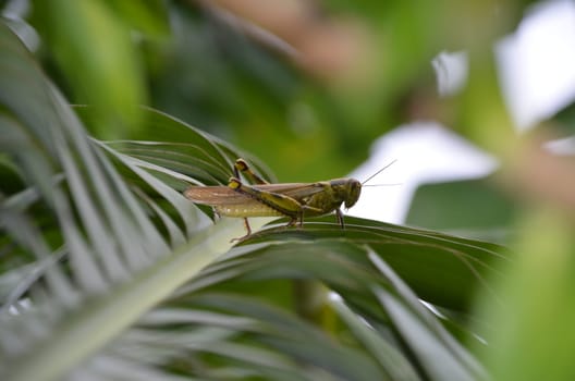 Grasshopper