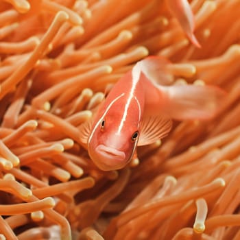 Anemone and Pink clownfish close-up.