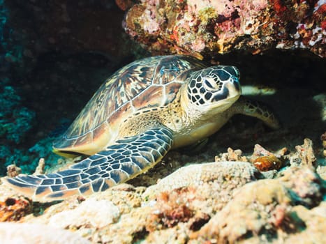 Hawksbill sea turtle (Eretmochelys imbricata) on the coral reef