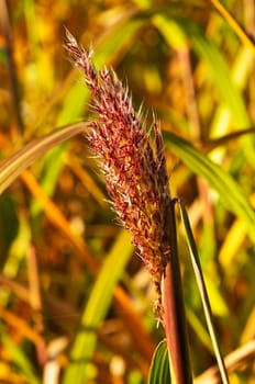 Chinese reed with flower