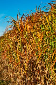 Chinese reed with flower