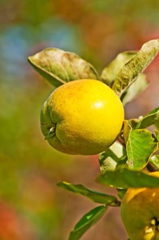 Quince on the tree