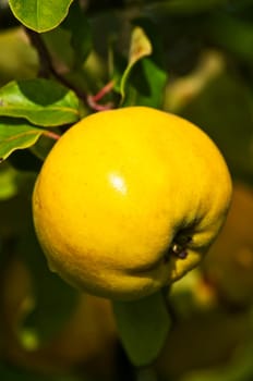 Quince on the tree