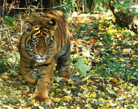 Young Tiger