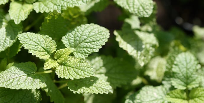 Lemon balm Melissa officinalis