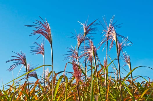 Chinese reed with flower