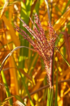 Chinese reed with flower