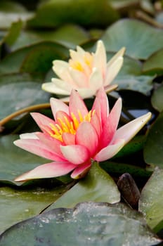 Shot of the white water lily on the water