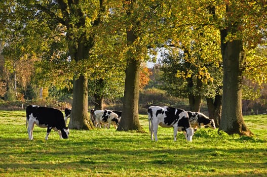 Cows in autumn