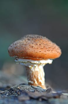 Honey fungus