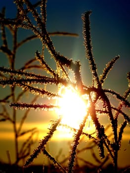 First frost