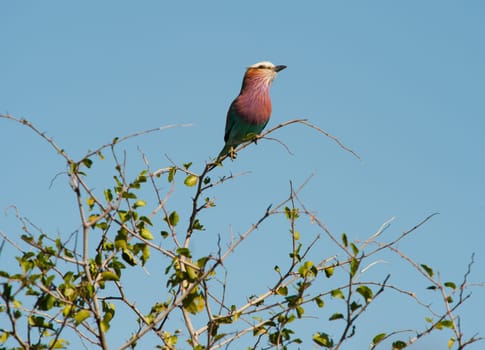 Lilac-breasted roller (Coracias caudatus) on a tree branch