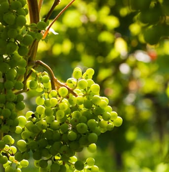 Grapes on the vine in a sunny vineyard