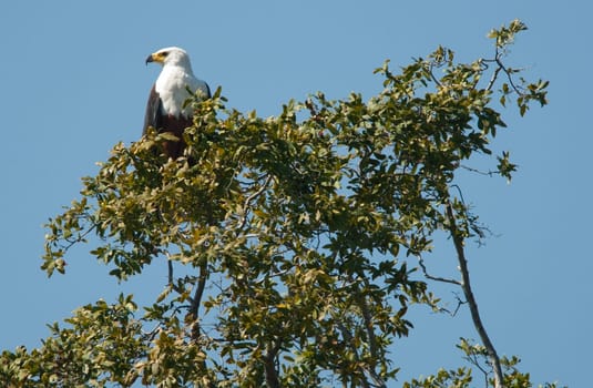 African fish eagle (Haliaeetus vocifer), Chobe National Park, Botswana