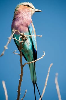 Lilac-breasted roller (Coracias caudatus)  Chobe National Park, Botswana
