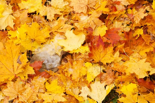 Falling leaves in autumn,floor covered with leaves in autumnal colours
