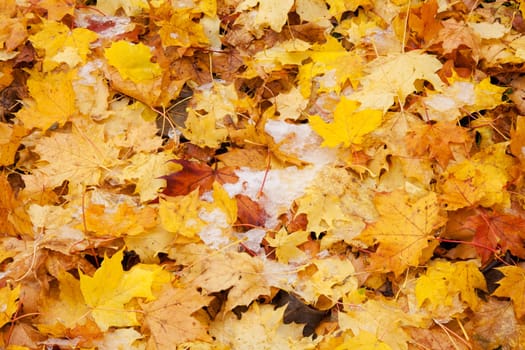 Falling leaves in autumn,floor covered with leaves in autumnal colours
