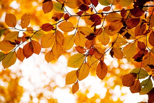 Autumnal background