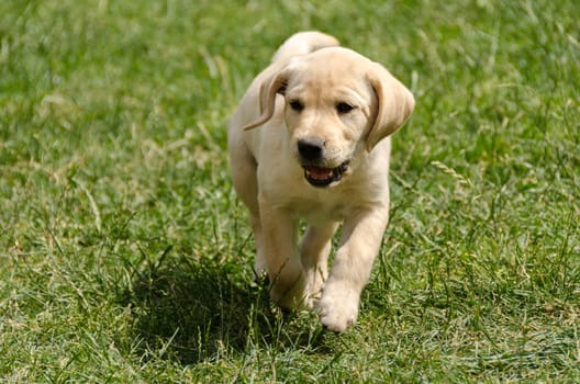 labrador puppy running on the grass