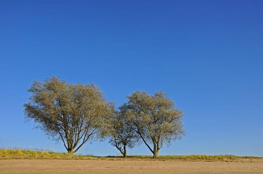 Willow Trio