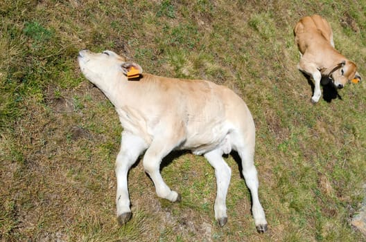 Calf sleeping on a meadow in the Alps in Italy