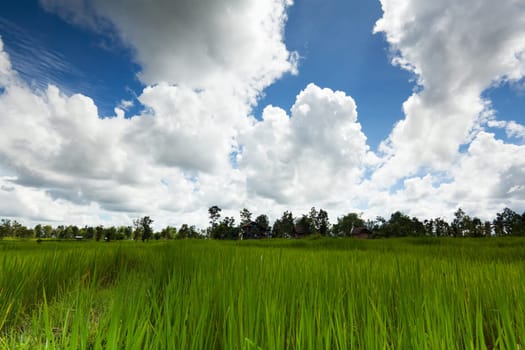 Rice field Asia with cumulus clouds,landscape in wonderful weather