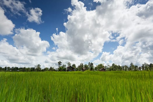 Rice field Asia with cumulus clouds,landscape in wonderful weather