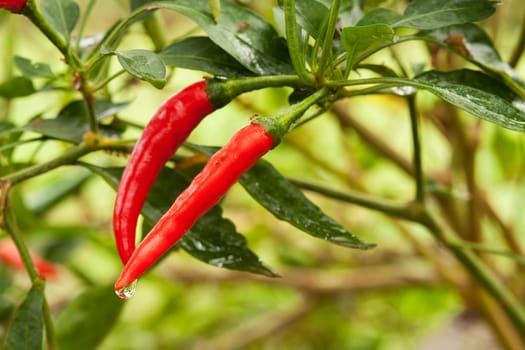 Chili,plant with red pod in nature