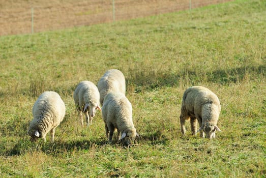 sheep