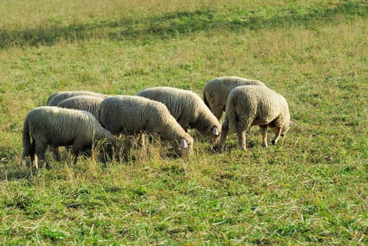 sheep
