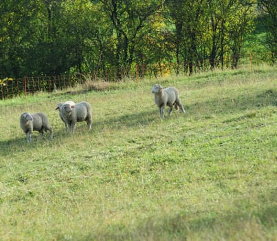 sheep