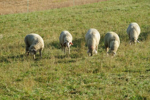 sheep