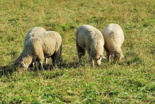 sheep